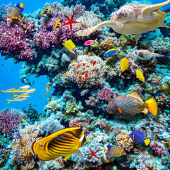 Canvas Print - Magnificent underwater world of the tropical ocean.