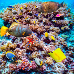 Canvas Print - Magnificent underwater world of the tropical ocean.