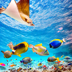 Canvas Print - Magnificent underwater world of the tropical ocean.