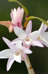 Wall Mural - Pale white and pink flowers monocots of Dendrobium moniliforme (Black background, close up macro photography)