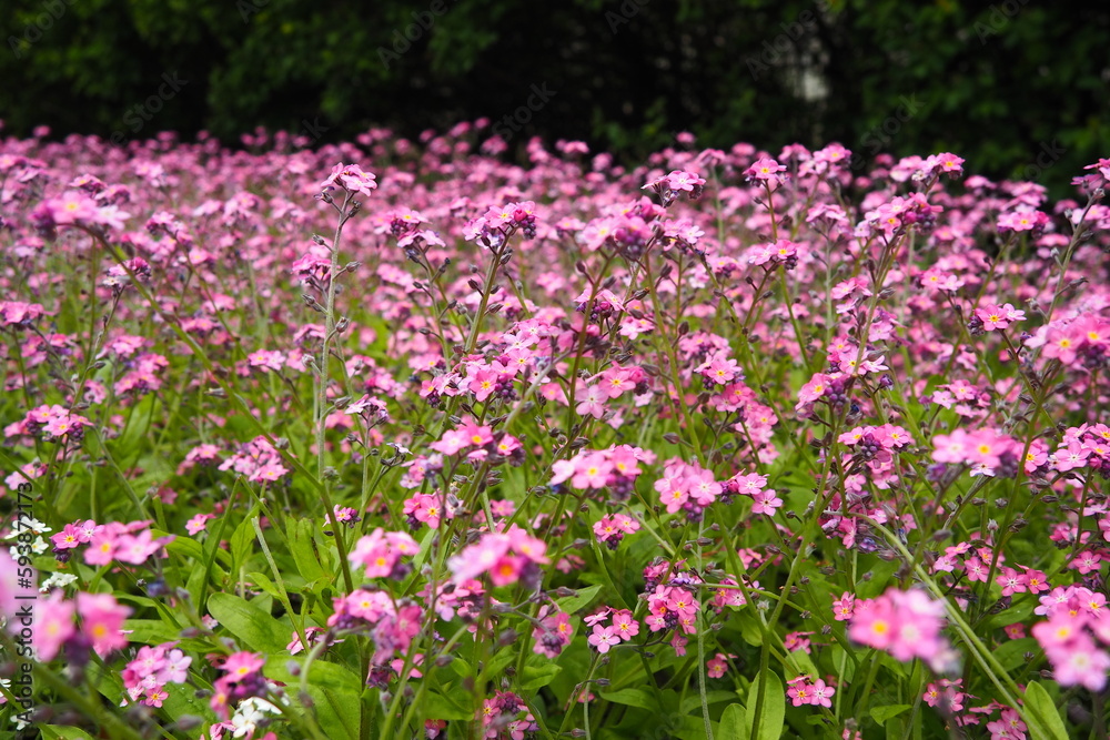 Forget-me-nots. Myosotis flowering pink plants in the family Boraginaceae. Forget-me-nots or scorpion grasses. Myosotis alpestris flowers for decorating lawns and flower beds. Garden landscape.