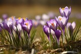 Fototapeta Kwiaty - Spring crocus field. Generate Ai