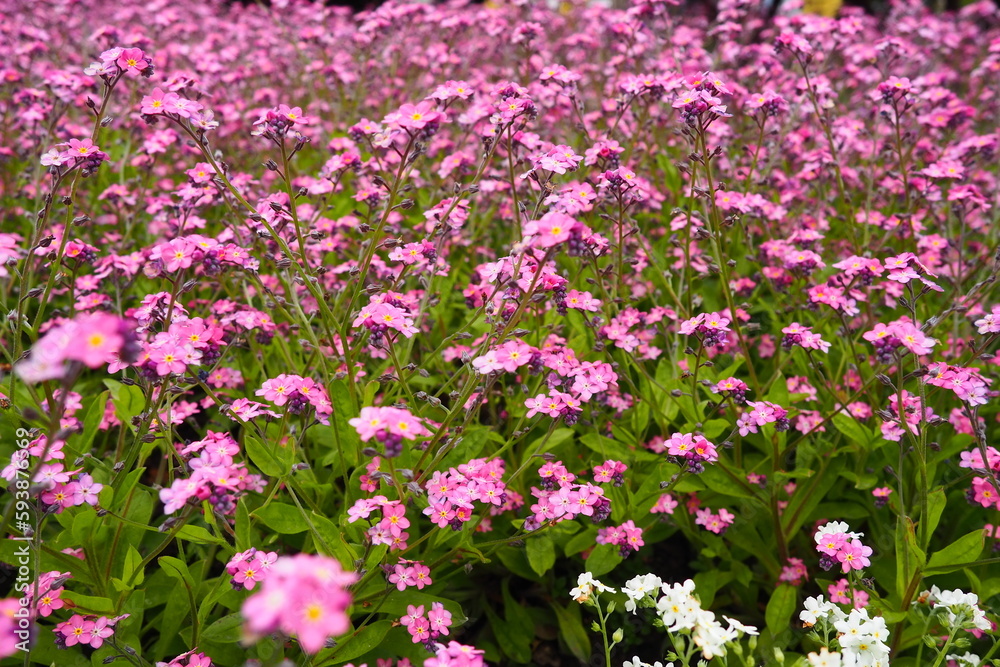 Forget-me-nots. Myosotis flowering pink plants in the family Boraginaceae. Forget-me-nots or scorpion grasses. Myosotis alpestris flowers for decorating lawns and flower beds. Garden landscape.