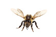 a stunning bee is flying, isolated on transparent background, macro, incredible pollinator, generative AI
