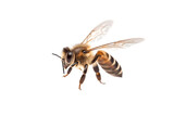 Fototapeta Zwierzęta - a stunning bee is flying, isolated on transparent background, macro, incredible pollinator, generative AI

