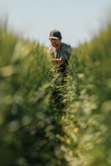 Wall Mural - Portrait of middle-aged farm worker squatting in unripe green barley field and examining development of cereal plant ear wearing green trucker hat and t-shirt on sunny spring day, vertical image