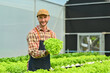 © Prathankarnpap - Smiling caucasian male gardener doing quality control for bio lettuce crop, happy with results in organic greenhouse