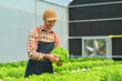 © Prathankarnpap - Caucasian man farmer harvesting fresh green oak lettuce in organic vegetables hydroponics farm