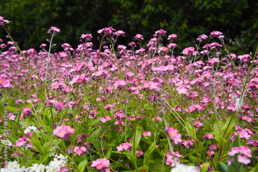 Forget-me-nots. Myosotis flowering pink plants in the family Boraginaceae. Forget-me-nots or scorpion grasses. Myosotis alpestris flowers for decorating lawns and flower beds. Garden landscape.