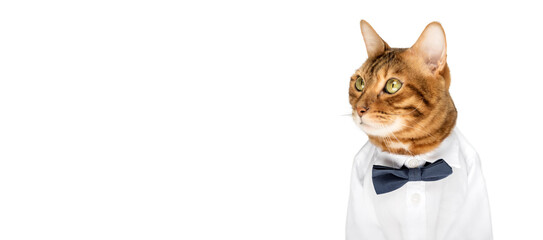 Wall Mural - Cat in a shirt and bow tie on a white background