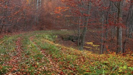 Poster - Cute dog walking in the autumn forest covered with fallen leaves