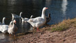 bandada de gansos y patos en la orilla de la laguna mientras el lider observa si hay alguna amenaza para su grupo