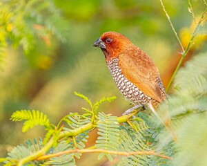 Scally Breasted Munia on a Bush Tree