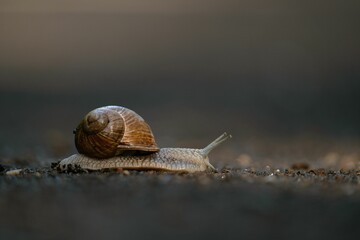 Wall Mural - Close up of a snail (Gastropoda) creeping on the ground