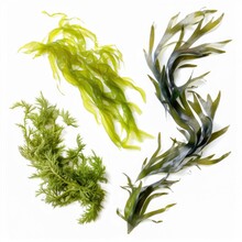 Various Species Of Fresh Raw Organic Green Algae Rich In Minerals And Iodine On White Background Generative AI Illustration