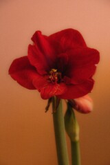 Wall Mural - Vertical shot of a red amaryllis flower agaisnt an orange background