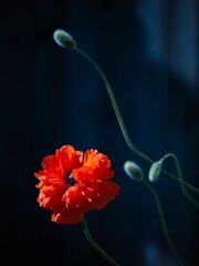 Wall Mural - Vertical shot of a red poppy flower against a dark background