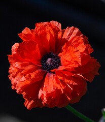 Wall Mural - Closeup of a red poppy flower against a dark background