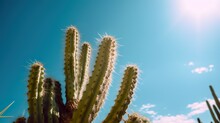 Epic Desert Cactus And Sun, Phoenix, Close Up Banner Text.