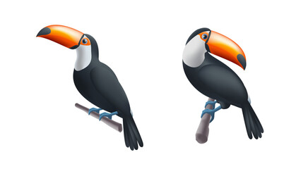 Toucan on a tree branch 3d render illustration isolated set, two birds position. Realistic national bird of Belize.
