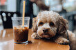 Dog With Drowsy Look Holding An Iced Coffee. Generative AI
