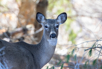 Wall Mural - Female white-tailed deer up close in spring in Canada