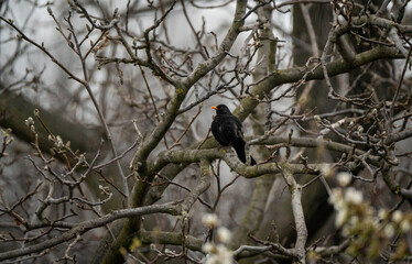 Blackbird shot in my garden with a  telephoto lens