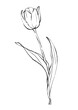 美しく咲くチューリップのシンプルな線画イラスト
(PNG)