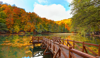 Poster - Autumn forest landscape reflection on the water with - Autumn landscape in (seven lakes) National park of  Yedigoller, Bolu 