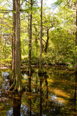  Ancient Lush Gardens and Greenhouse in Magnolia Plantation