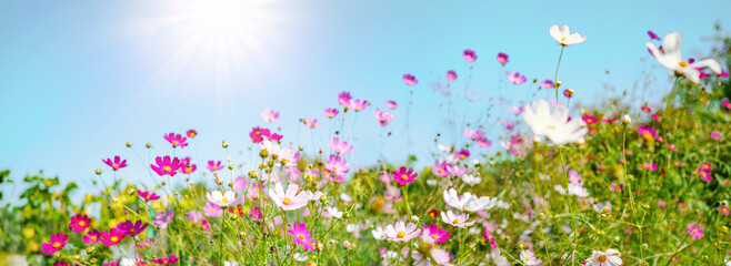 Aufkleber - Multicolored cosmos flowers in meadow in spring summer nature against blue sky. Selective soft focus.