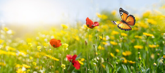 Aufkleber - Summer yellow meadow with wildflowers and a fluttering butterfly. Natural widescreen scenery.