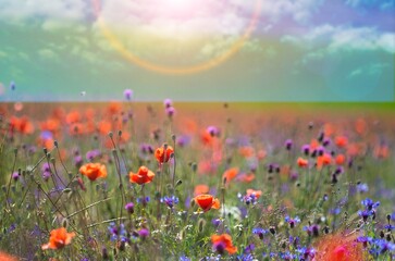 Wall Mural - beautiful spring natural landscape of field with flowers