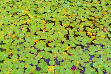 Wall Mural - water gentian nymphoides peltata on a pond on canary islands, spain.