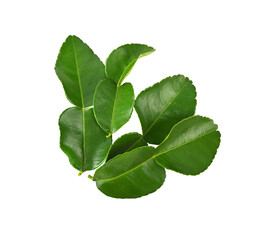 Bergamot  leaves on transparent png