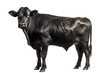 Black angus cow on transparent background