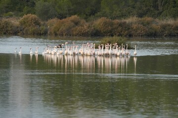 Sticker - Colony of flamingos along the lake in spring