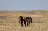 Fototapeta Zwierzęta - Wild Horses in the Wyoming Desert in Autumn