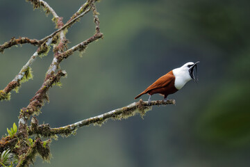 Wall Mural - Three-wattled Bellbird doing mating display