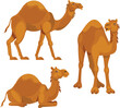 Three different poses of camels