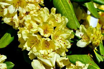 Sticker - Close-up shot of a Yellow azalea flower on a soft blurry background