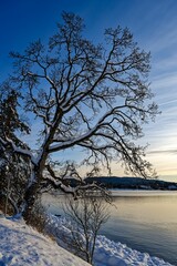 Canvas Print - Beautiful view of the Garry oak tree covered with snow at Patricia Bay, North Saanich, Canada