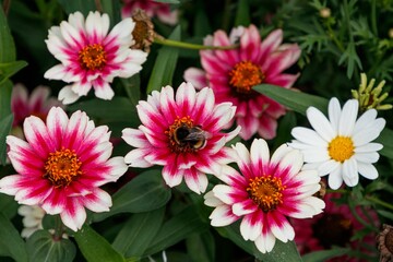 Wall Mural - close-up shot of a bee resting on a pink zinnia flower, zahara starlight rose variety