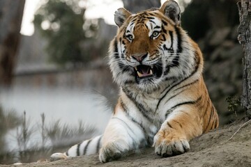 Canvas Print - Tiger lying on rocky ground