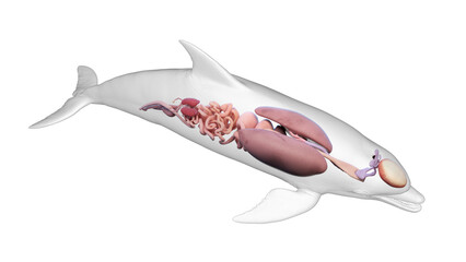 3d rendered illustration of a dolphin's internal organs