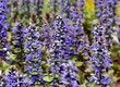 Selective shot of the ajuga flowering plants (Bronze Beauty) in the garden with blur background