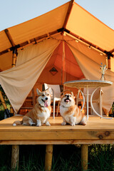 Wall Mural - Two Welsh Corgi Pembroke Dogs have rest on background of cozy glamping on summer day during vacation