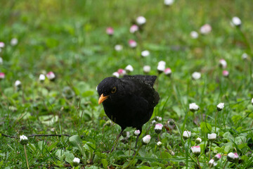 Amsel pickt