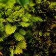 Closeup of beautiful green Coleus plant growing in a forest