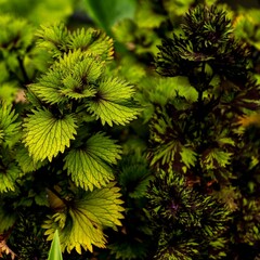 Canvas Print - Closeup of beautiful green Coleus plant growing in a forest